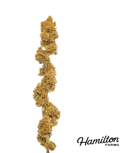 Hamilton Farms | Critical Hog | Single Pre Roll | 1g-2