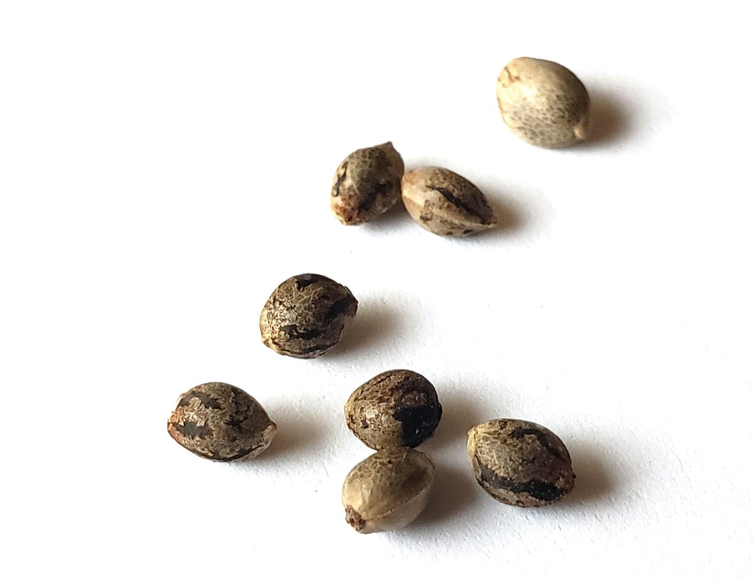 image of Stonefruitz | Feminized Seeds 6 pk