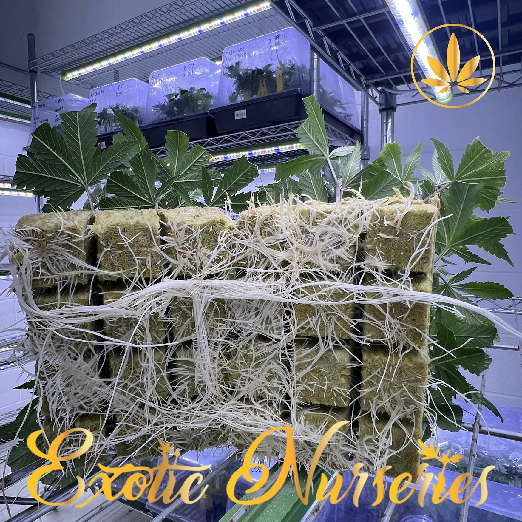 Exotic Nurseries - Single Clone - Melonade