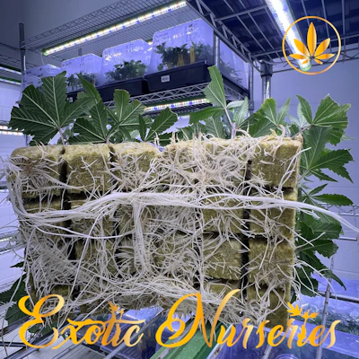 Exotic Nurseries - Single Clone - Sherb Cream Pie