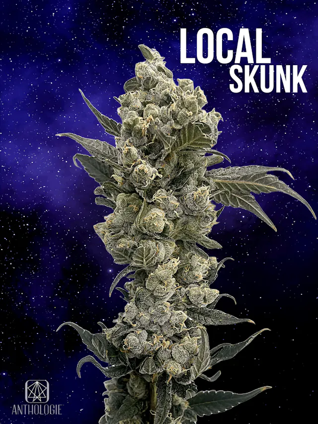 Anthologie Smalls Local Skunk 7g (indica hybrid, small buds)