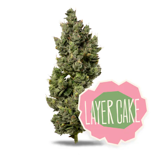Layer Cake Flower | 3.5g-1