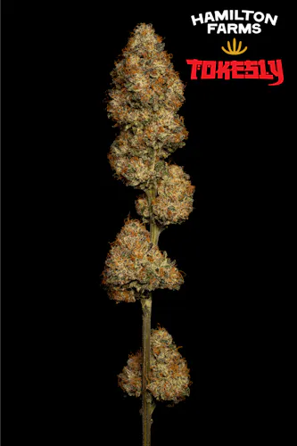 HF x Tokesly | Flower | Strawberry Milano | 3.5g-active