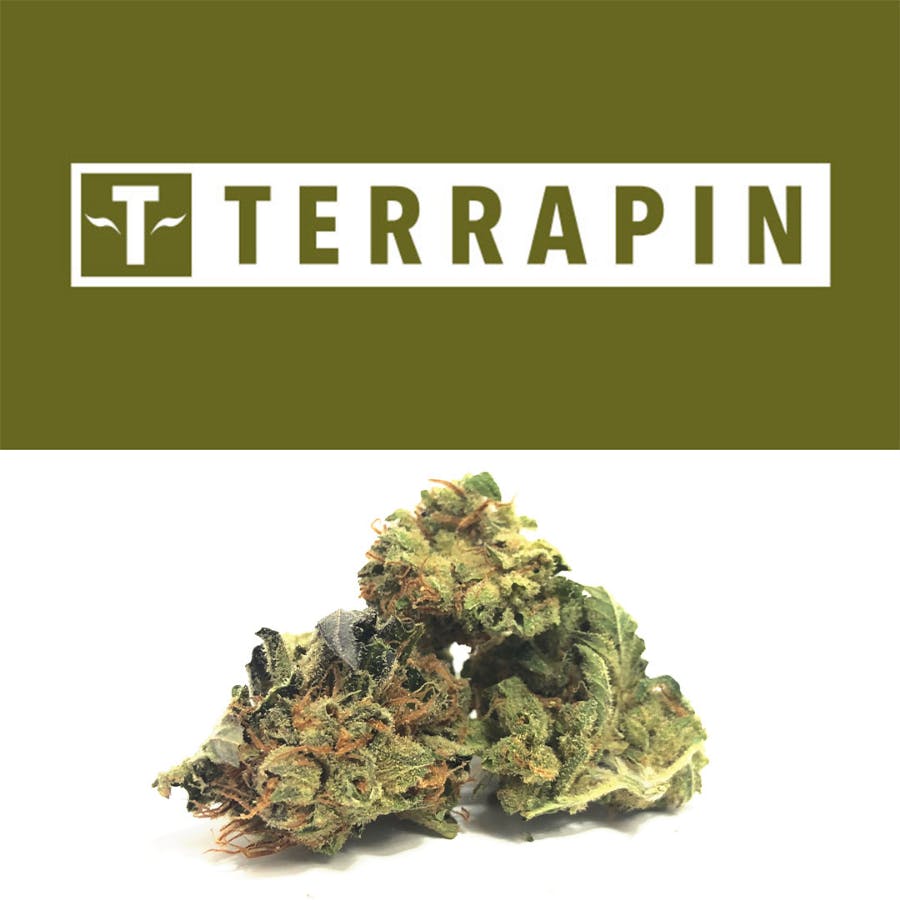 Cookies Detroit Detroit Mi Marijuana Dispensary Dutchie