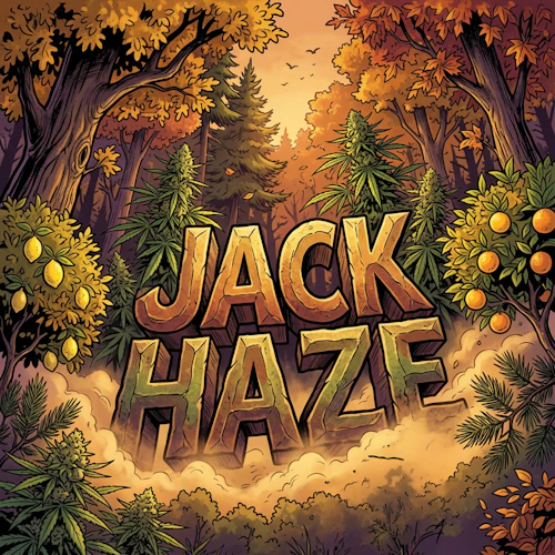 DELI - Jack Haze