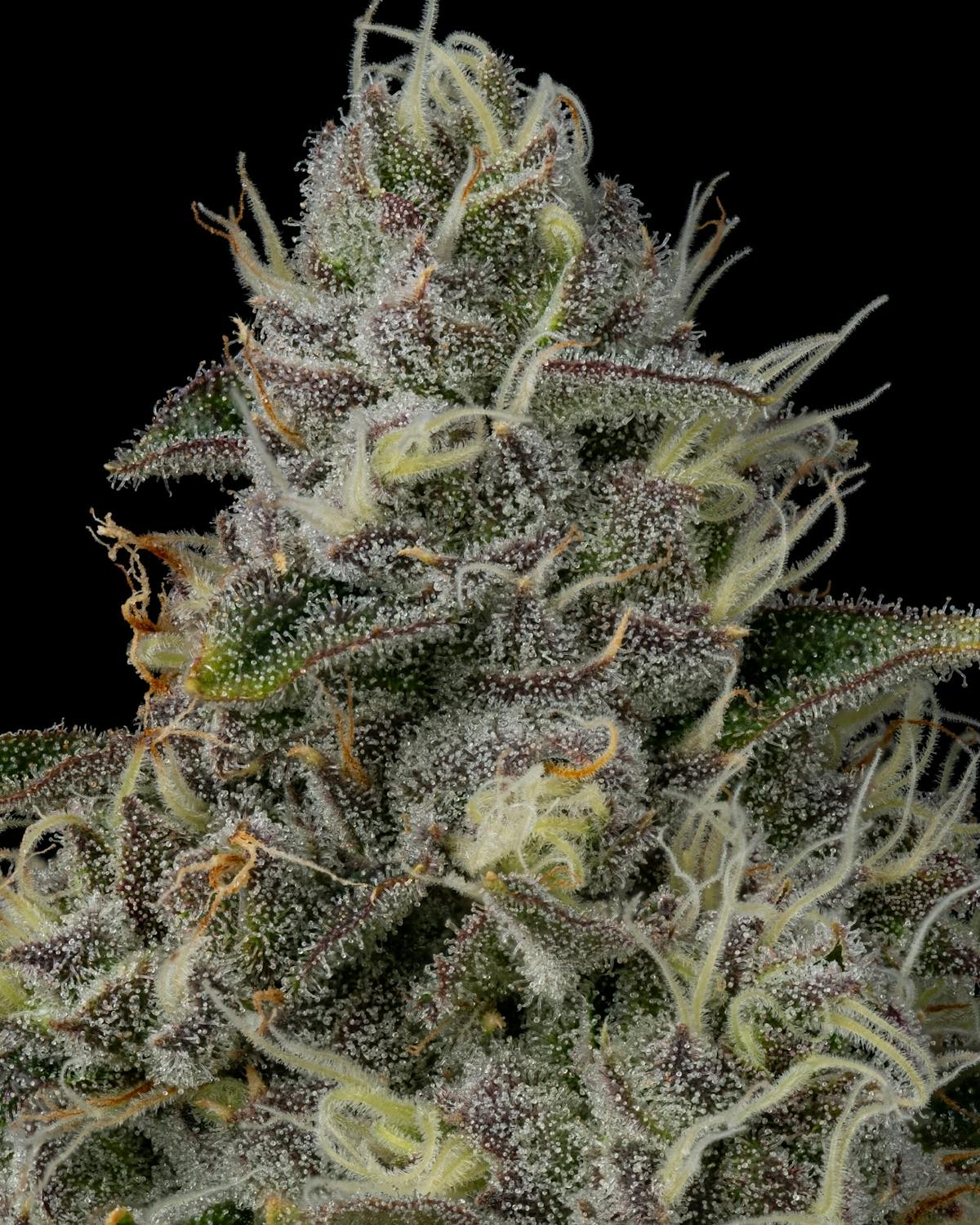 Image of Funk Mountain | 7g Flower