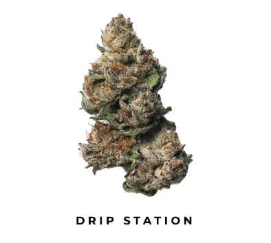 Product: EXOTIC GENETIX | DRIP STATION | BULK | HYBRID