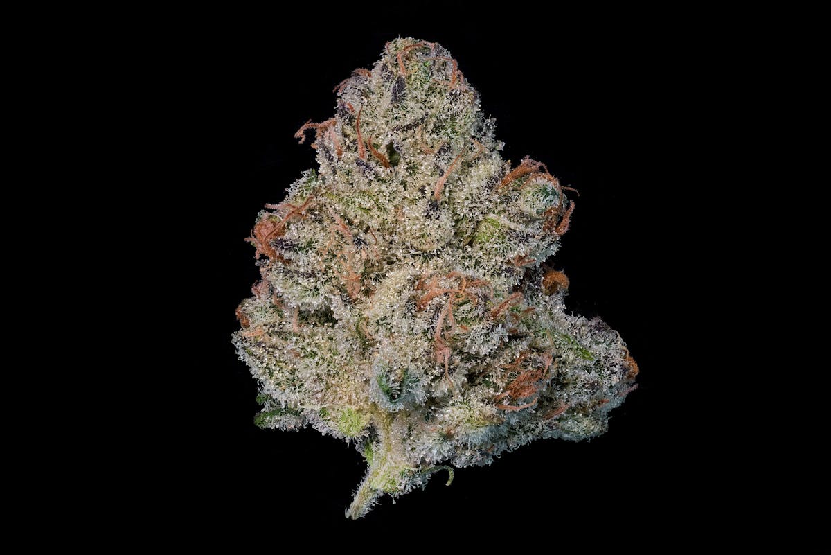 Photo of Gold Shelf – Gas Truffle (I)