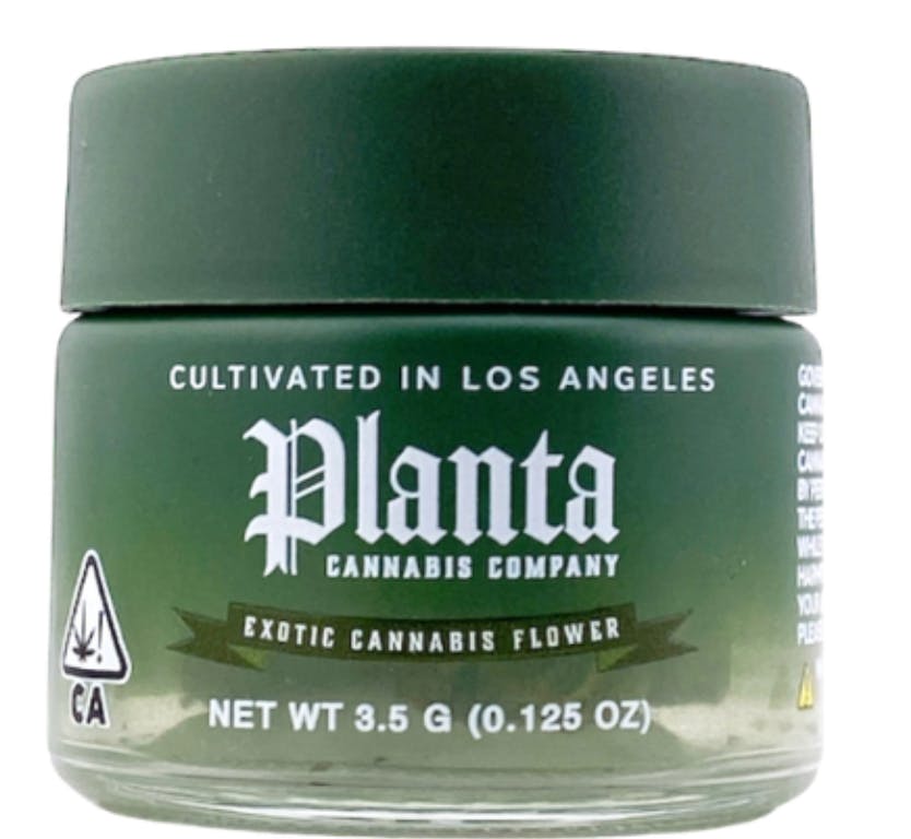 Planta Flower - Zangria