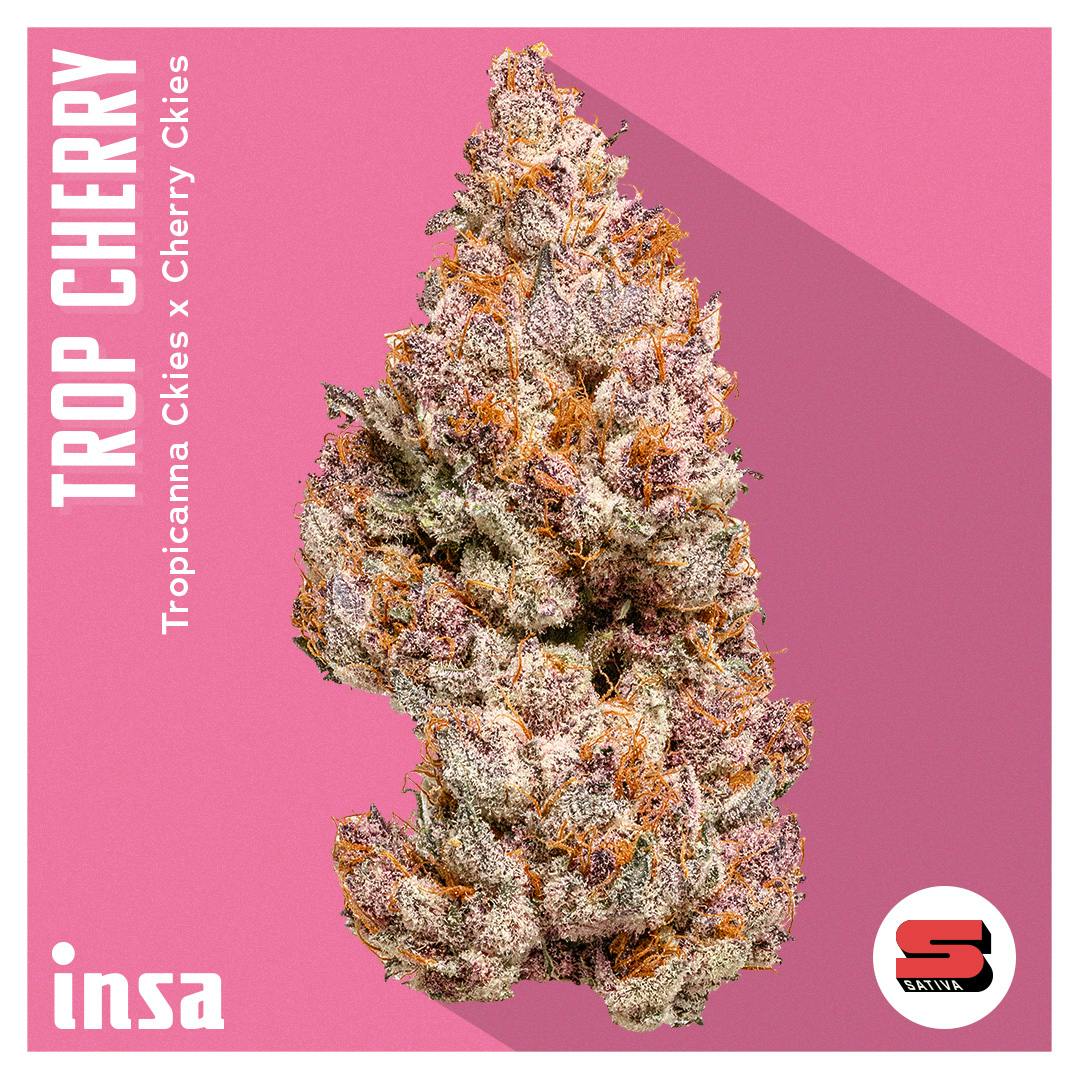 Flower - Trop Cherry