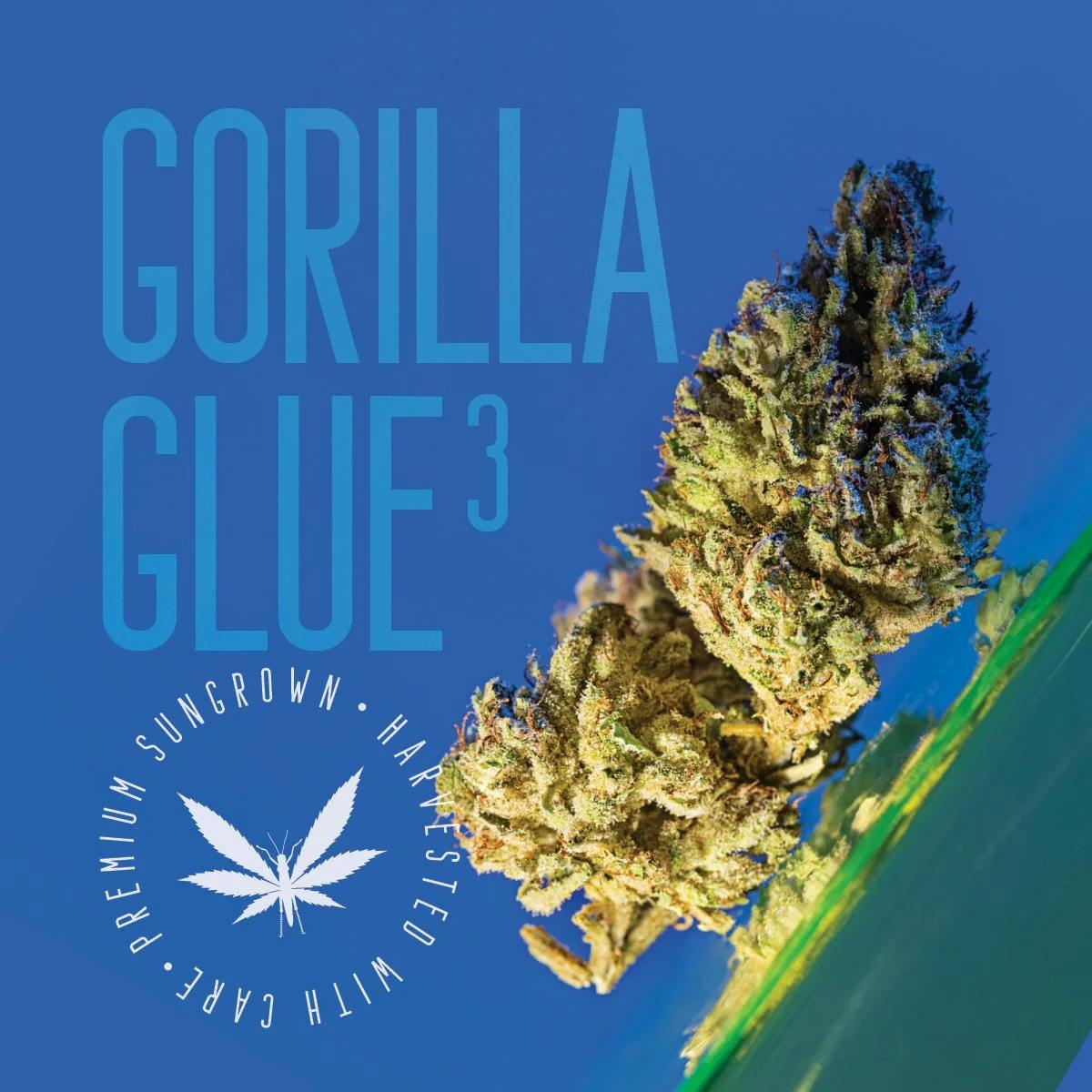 Product: Grasshopper Farms | Grasshopper Glue | Hybrid | Bulk Flower | BRONZE