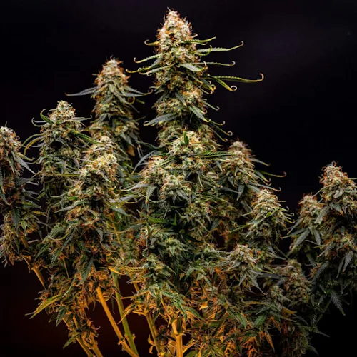 Royal Queen Seeds | IGrowCan Northern Lights Auto-1
