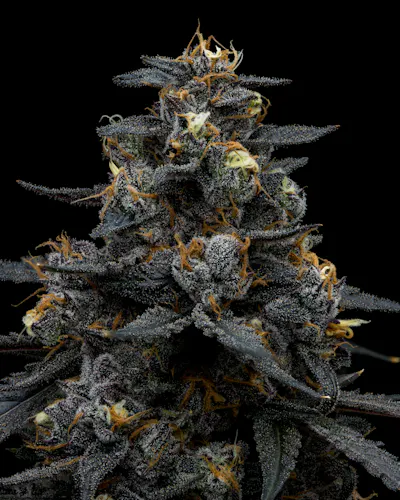 Full Tilt | Frost Donkey | Single Pre-Roll | 1g-2