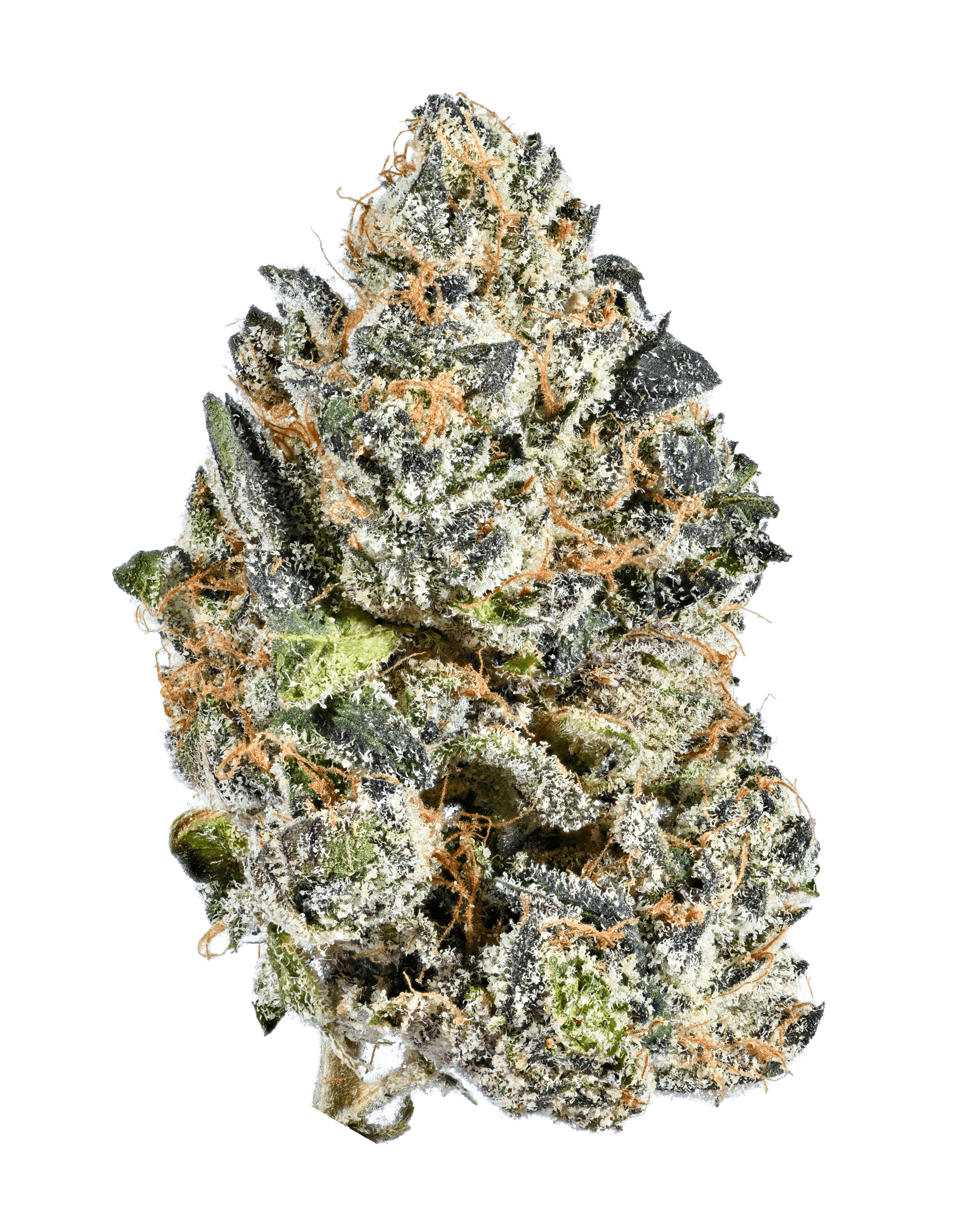 DRT タイニークラッシュ　Lo TRIBE WEED 1748611297-1732555055-