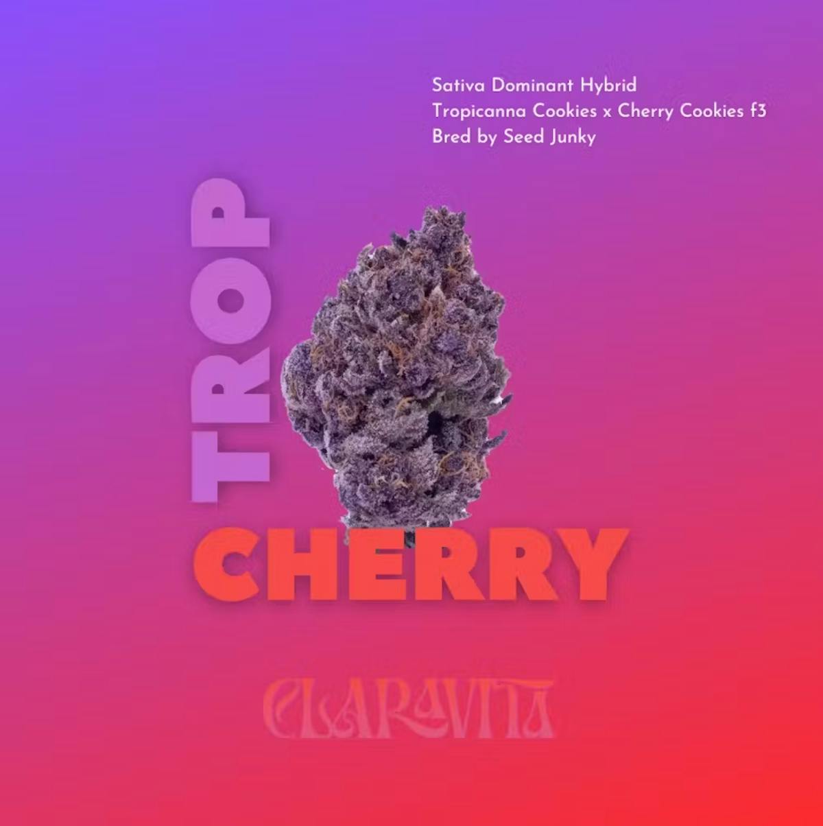 Photo of Tropicana Cherry 3.5g Flower Claravita