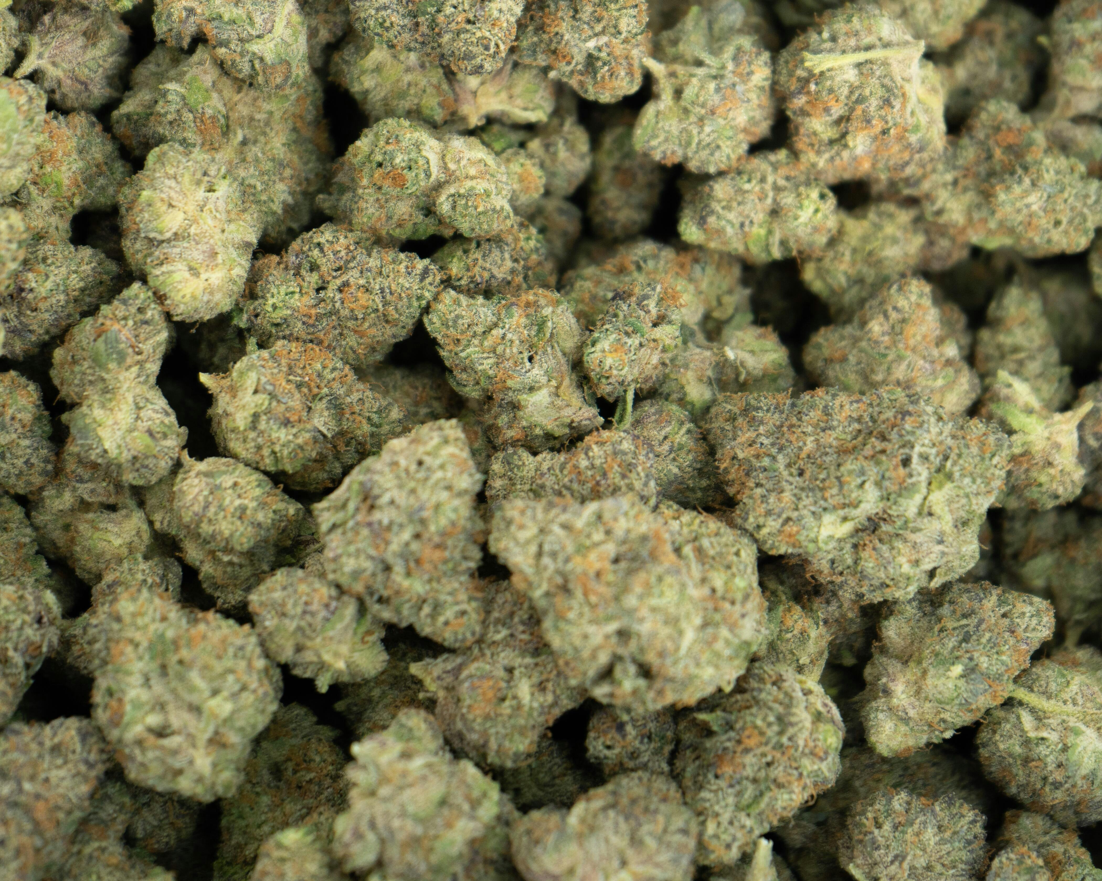 UPLYFTED | CANAL ST. RUNTZ | BULK | HYBRID