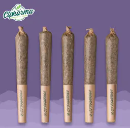 Scout Breath Shorties