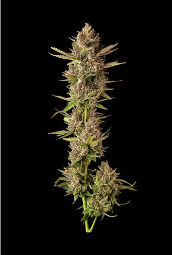 Product: Flor | Dirty Plums | Flower - 3.5g