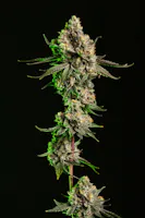 Product Alchemy - Purple Push Pop Smalls (14g)