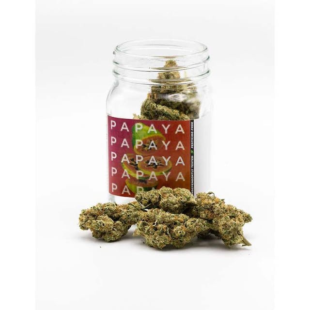 This spicy indica is known for its boost of creative energy before taking users on a swift trip to snooze town! Tasting of its namesake fruit, Papaya is a dense indica with a heavy body high. It is popular among users seeking relief from pain, anxiety, hyperactivity, migraines, and muscle spasms. With a tingly numbness that washes over the body, this strain will leave you locked in place as your worries melt away.