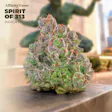 SPIRIT OF
