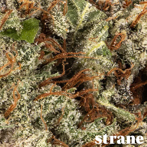Juicee J 14g – Strane (Pre-Pack)-1