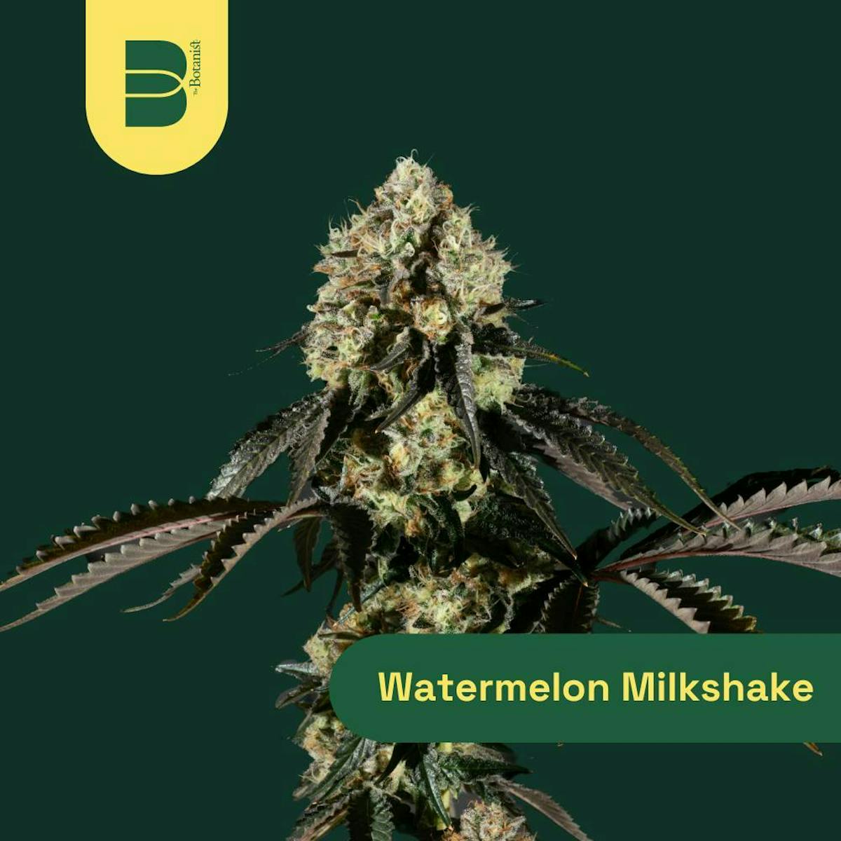 Image of Watermelon Milkshake | 14g Flower