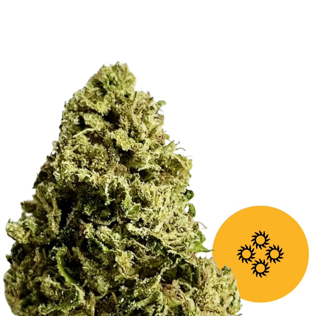 image of Sunshine 4 Flower