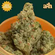 all hours Sour Zoda