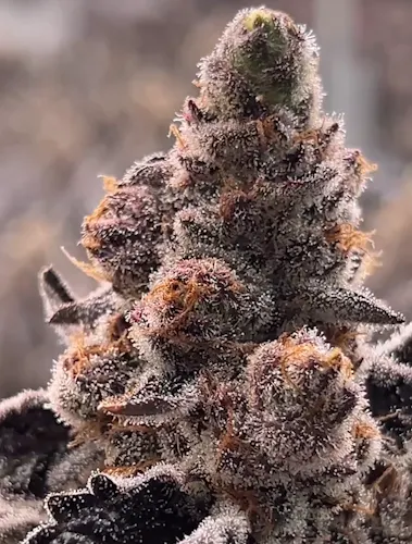 Flower – Cobra Milk-1