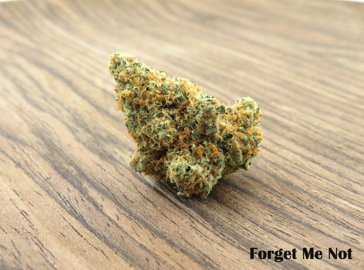 Photo of Forget Me Not
