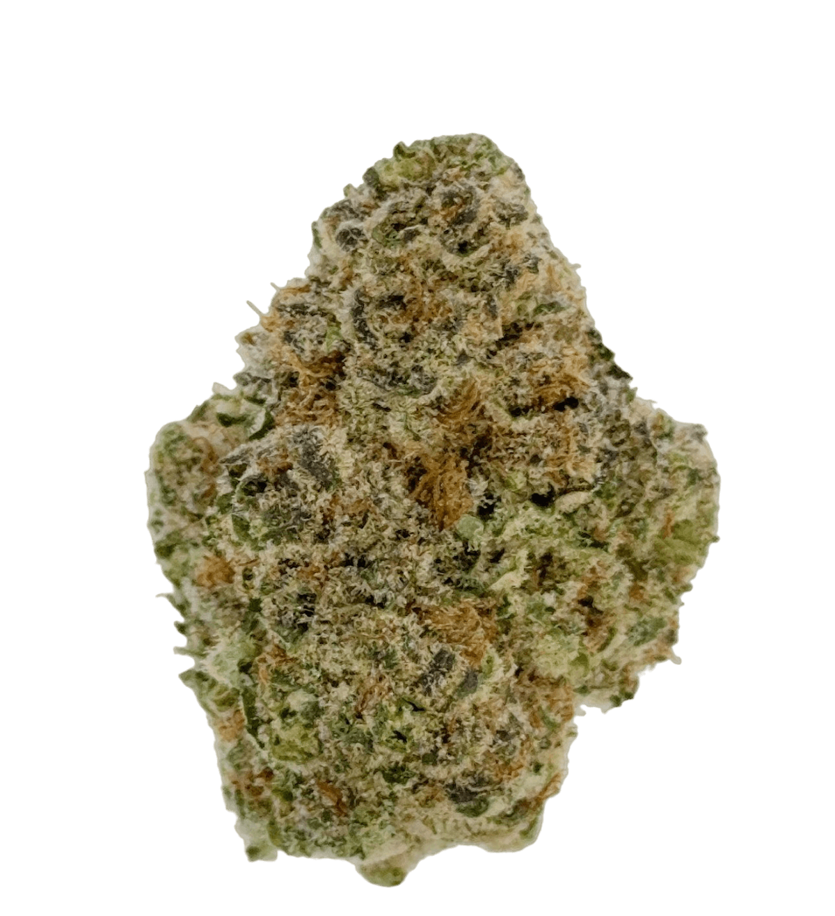 Image of Mimosa
