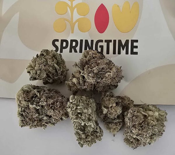 Citral Glue (SH) - 7g Popcorn - Springtime