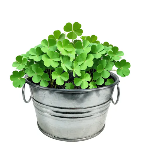 Silver Circle Products – Pot O Good Luck-active