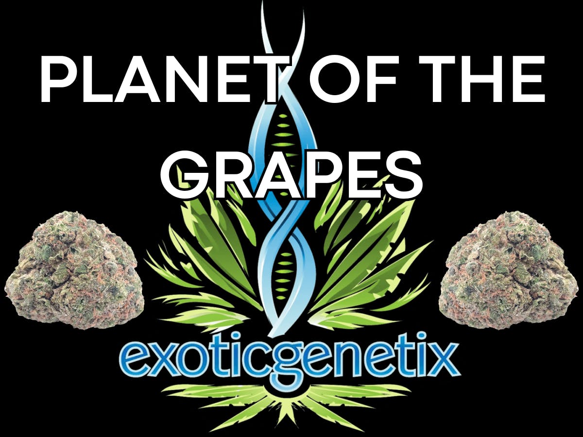 EXOTIC GENETIX | PLANET OF THE GRAPES | BULK | HYBRID