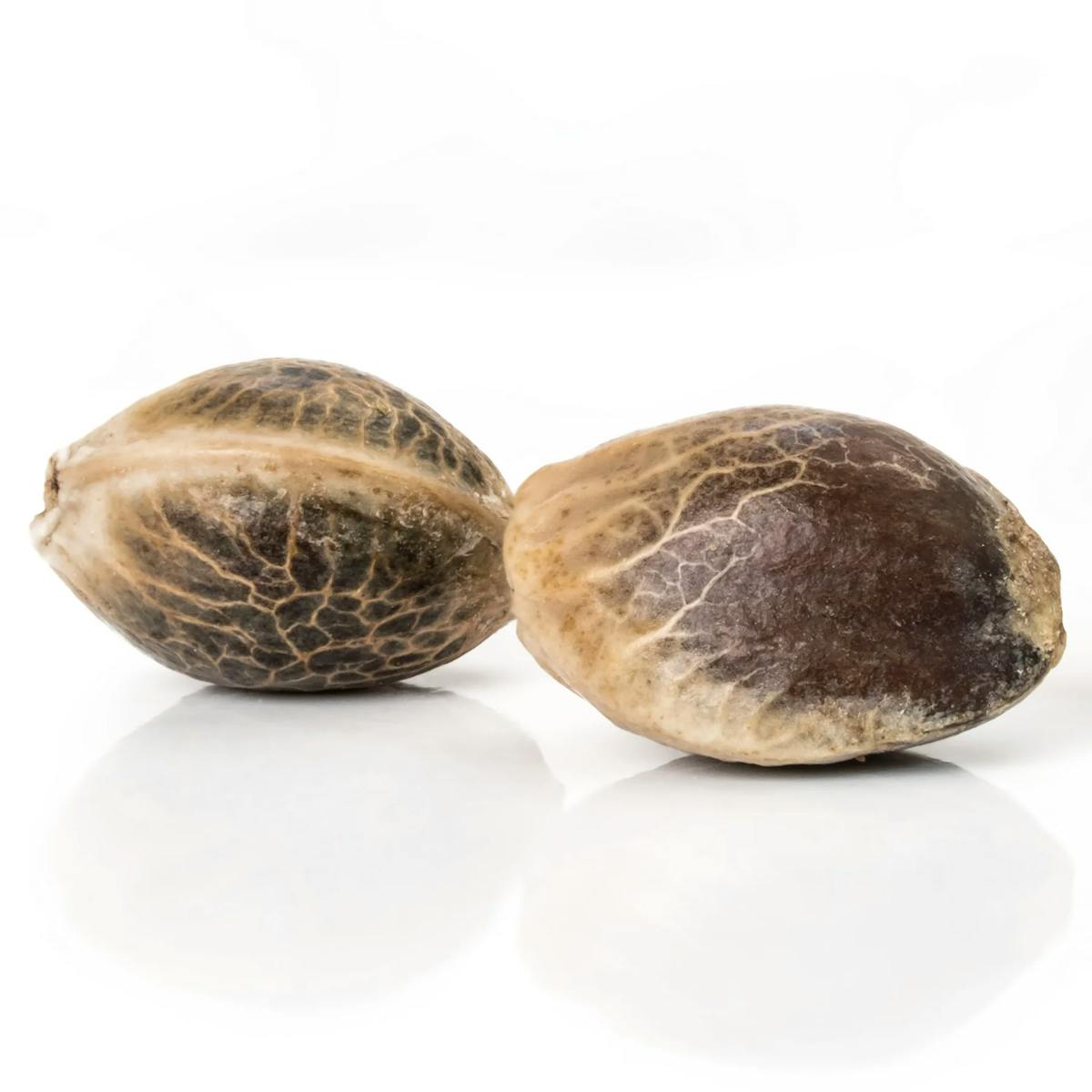 Photo of AJ’s Feminized Seeds – Bubba Fett (H) 6pk