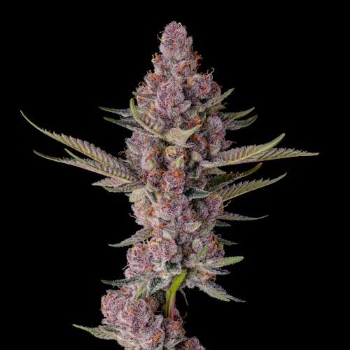 Lemon Cherry Tropicana [3.5g]-4