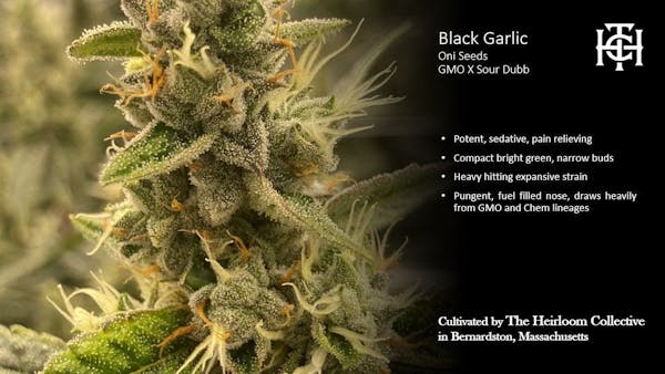 Black Garlic (IH)- 3.5g Flower - Heirloom Collective