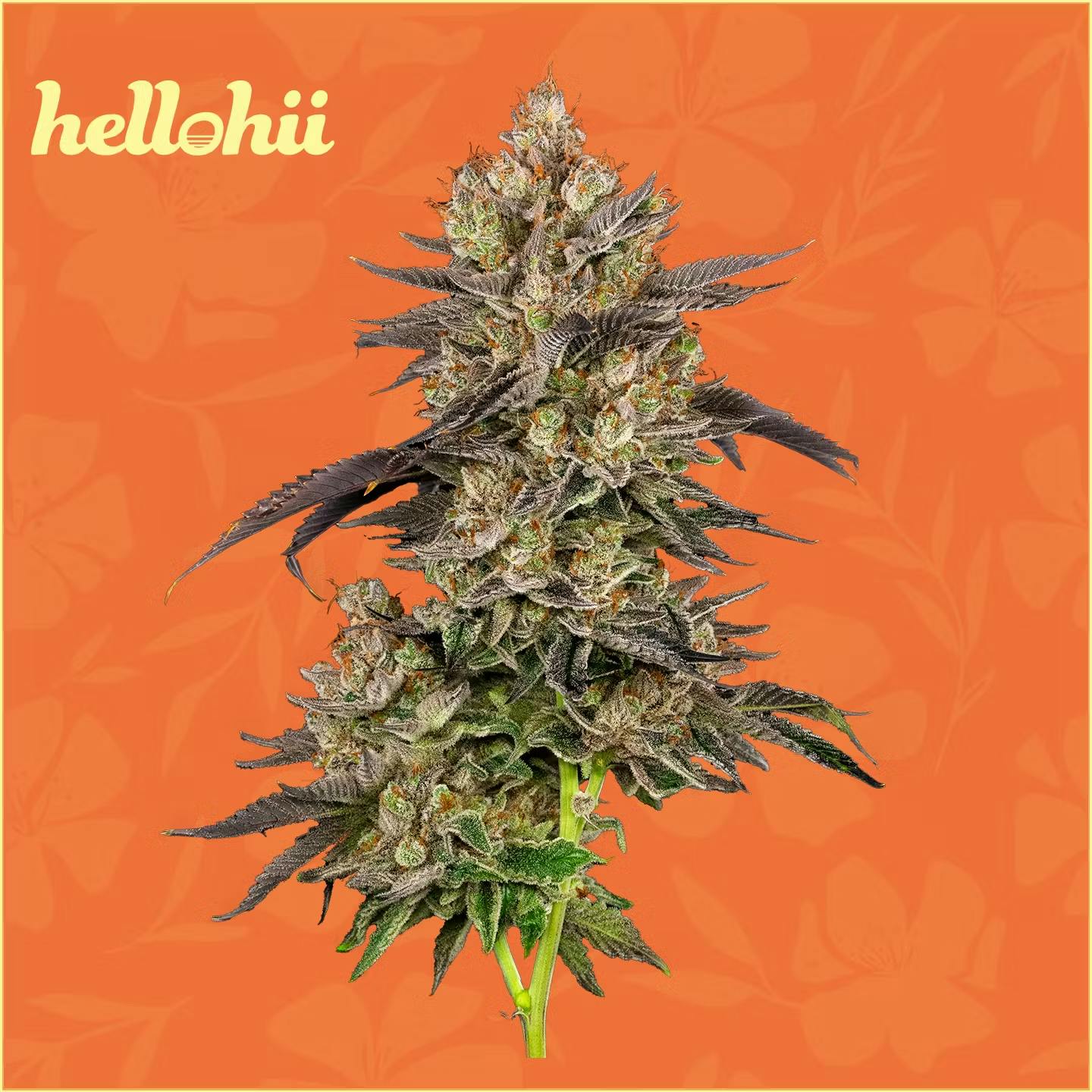 hellohii - Flower 3.5g - Twin Flame