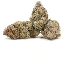 Malibu Freedom | Innerstate | Flower | Bloom City
