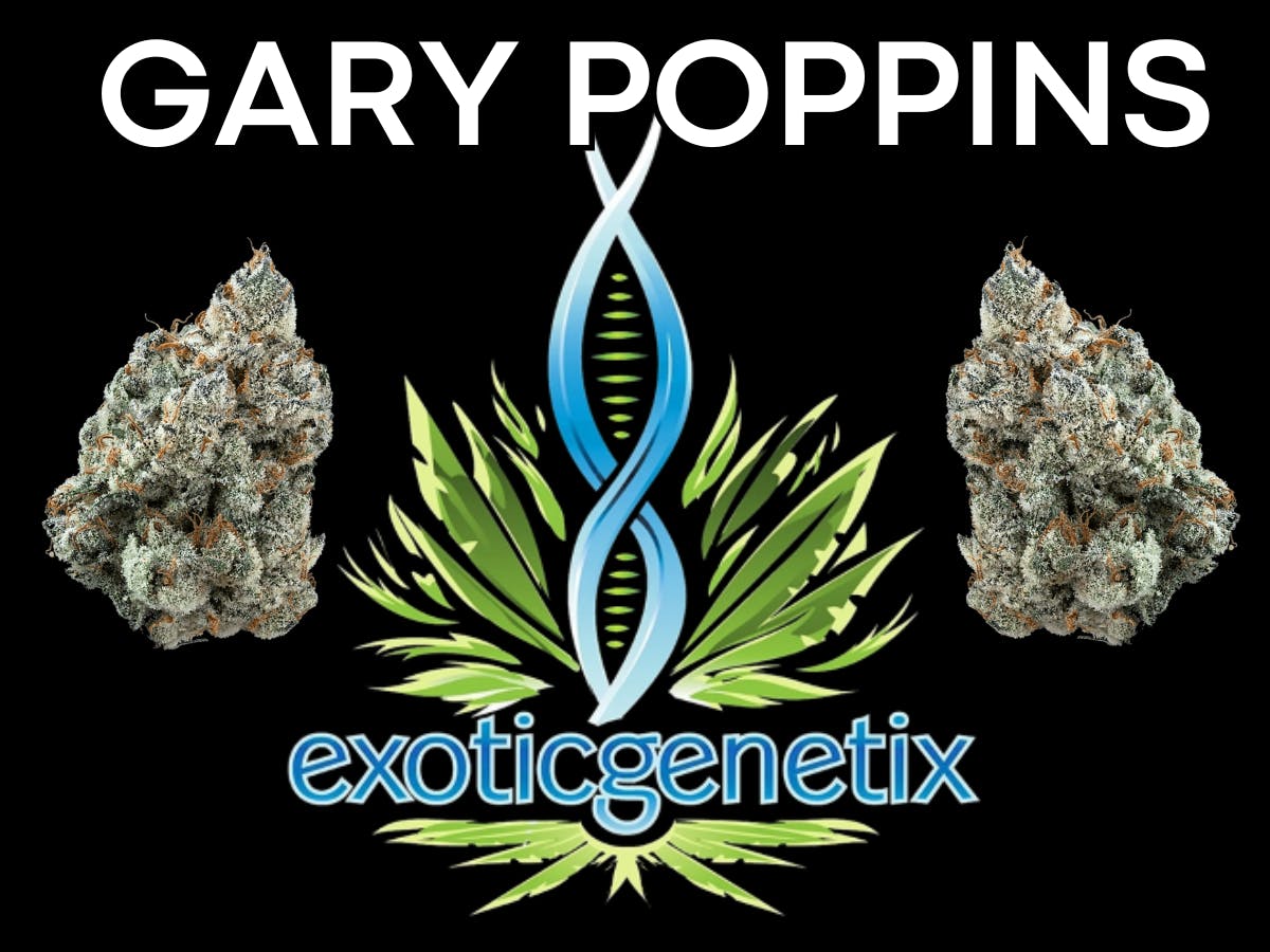 Product: EXOTIC GENETIX | GARY POPPINS | BULK | HYBRID