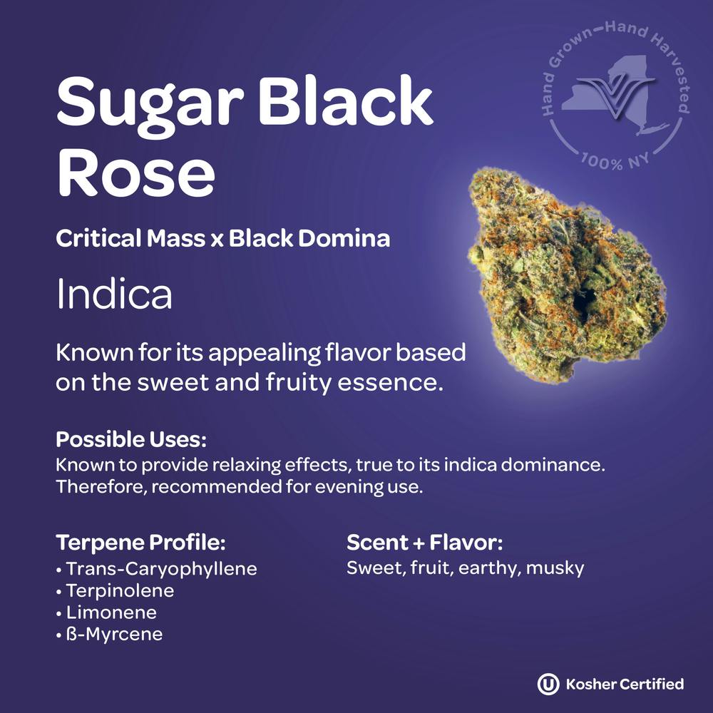 Vireo Sugar Black Rose Flower