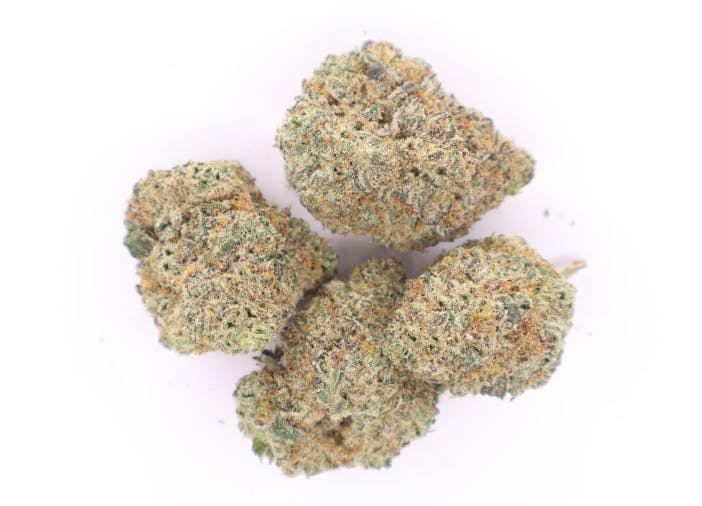 Z Lato | Common Citizen