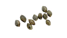Seeds category image