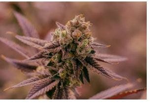 Product Walking Water Buds