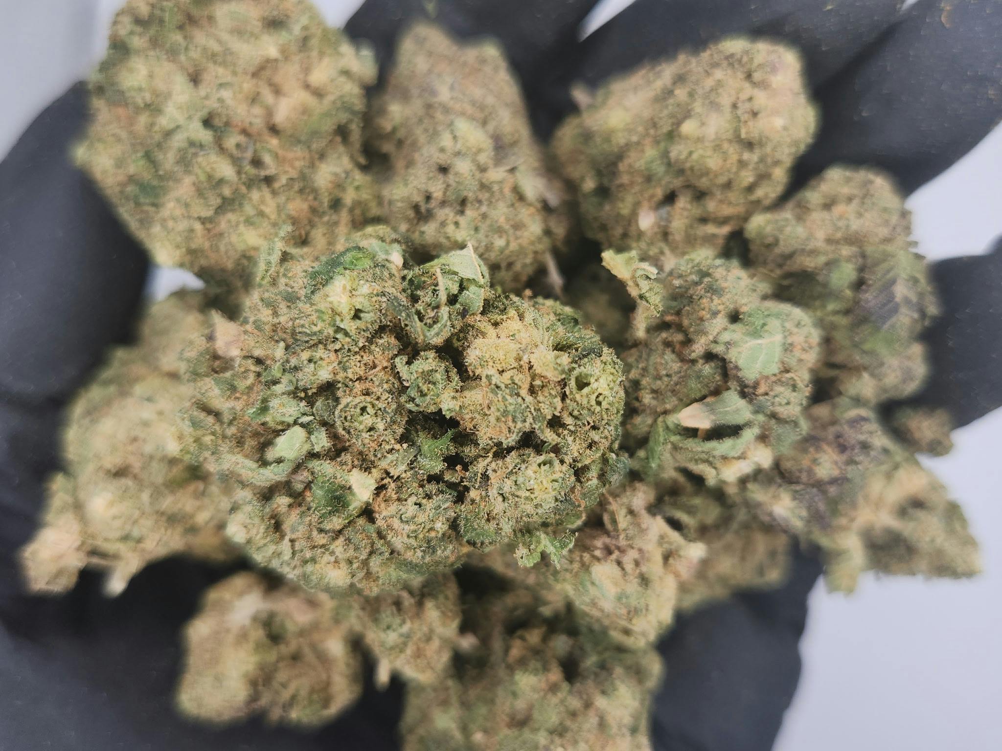 Product: Omnino | Bulk Bud - Facade