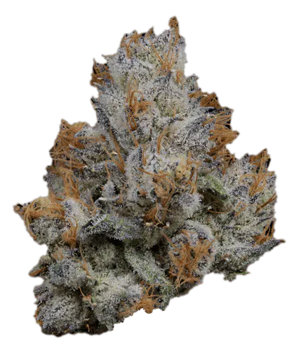 Super Lemon Cherry Gelato-active