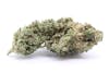AMP flower 20% Off