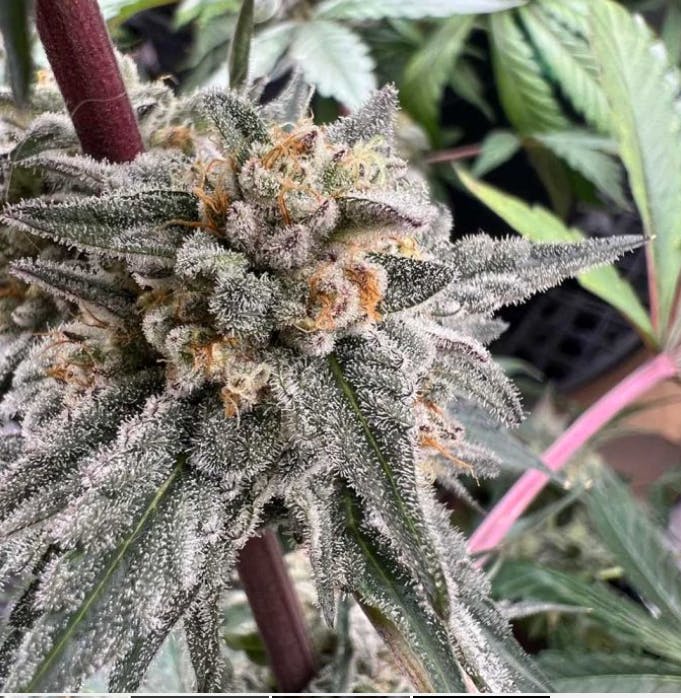 Pioneer Plant-Tech Gammathon Flower 2g