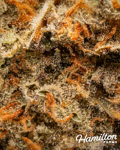 Hamilton Farms | Critical Hog | Single Pre Roll | 1g-3
